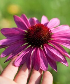 Alternative view of 1000 PURPLE CONEFLOWER Echinacea Purpurea Heirloom Flower Herb Seeds