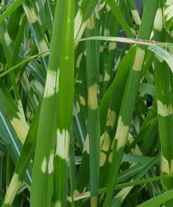 Alternative view of 10 ZEBRA GRASS Variegated Maiden Grass Miscanthus Sinensis Zebrinus aka Chinese or Japanese Silver Grass / Plume Grass / Eulalia Seeds