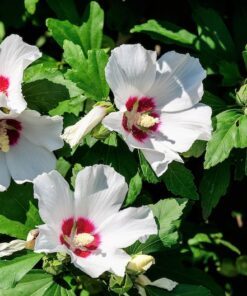 Alternative view of 50 Mixed Colors ROSE Of SHARON HIBISCUS Syriacus Flower Tree Bush Seeds Mix