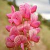 50 PINK SAINFOIN Common Onobrychis Viciifolia Holy Clover Legume Ground Cover Forage Flower Seeds