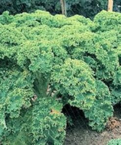 2500 VATES Blue CURLED KALE / Dwarf Blue Curled Scotch Kale Brassica Oleracea Vegetable Seeds