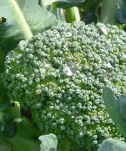Alternative view of 1000 EARLY Fall RAPINI BROCCOLI (Broccoli Raab / Broccoli Rabe / Brocoletti / Cima di Rapa) Brassica Ruvo Vegetable Seeds