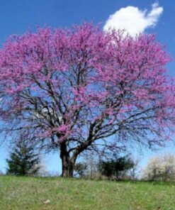 Alternative view of 20 Eastern REDBUD TREE Cercis Canadensis Pink Flowering Native Tree Seeds