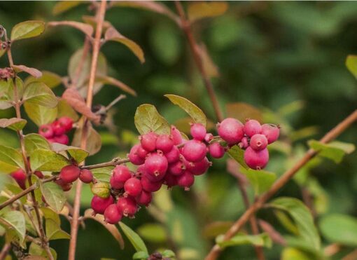 25 CORALBERRY Shrub Flower Pink Indian Currant Symphoricarpos Orbiculatus Seeds