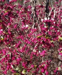 Alternative view of 25 CORALBERRY Shrub Flower Pink Indian Currant Symphoricarpos Orbiculatus Seeds
