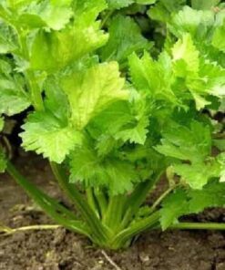 Alternative view of 1000 TALL UTAH CELERY Apium Graveolens Dulce Vegetable Seeds