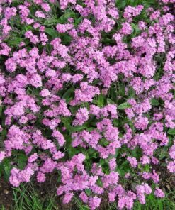 Alternative view of 100 Mixed FORGET ME NOT Pink Blue White Mix Myosotis Alpestris Flower Seeds