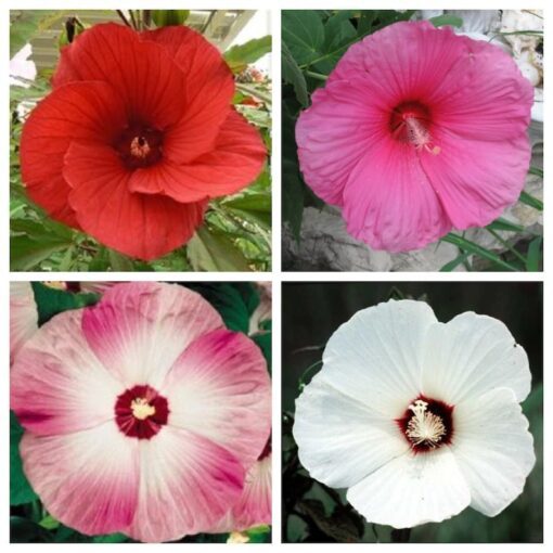 25 MIXED LUNA HIBISCUS Moscheutos Hardy Mixed Colors - Red