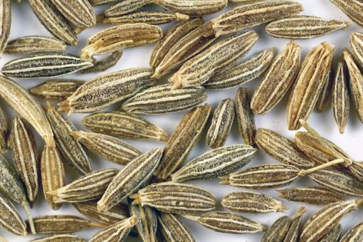 500 Organic CUMIN Cuminum Cyminum Herb Flower Seeds