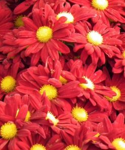 Alternative view of 100 RED ROBINSONS DAISY Painted Chrysanthemum Coccineum Pyrethrum Flower Seeds