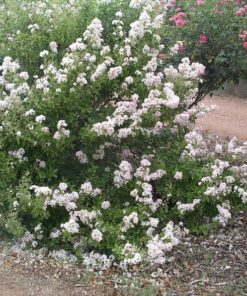 Alternative view of 35 WHITE CREPE MYRTLE Lagerstroemia Indica Flowering Shrub Bush Small Tree Seeds
