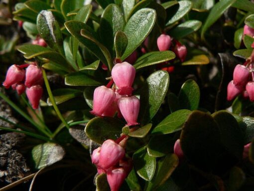 20 BEARBERRY Arctostaphylos Uva Ursi Kinnikinnick Pinemat Manzanita Flower Seeds