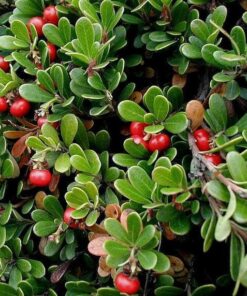 Alternative view of 20 BEARBERRY Arctostaphylos Uva Ursi Kinnikinnick Pinemat Manzanita Flower Seeds
