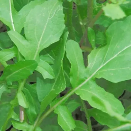 2000 ROQUETTE ARUGULA aka Rocket / Rucola / Rugula Eruca Vesicaria Sativa Herb Vegetable Seeds