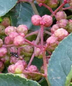 Alternative view of 25 SZECHUAN PEPPER Peppercorn Sichuan Szechwan Zanthoxylum Bungeanum Spice Seeds