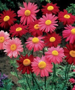 Alternative view of 100 Mixed Colors ROBINSONS PAINTED DAISY Chrysanthemum Pink Red Rose & Yellow Pyrethrum Flower Seeds