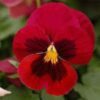 50 RED & BROWN PANSY Swiss Giant Violet Viola Wittrockiana Flower Seeds