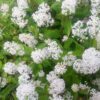 20 White NEW JERSEY TEA Hummingbird Flower Ceanothus Americanus Shrub Seeds