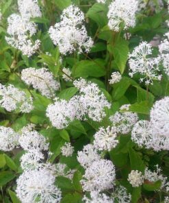 20 White NEW JERSEY TEA Hummingbird Flower Ceanothus Americanus Shrub Seeds