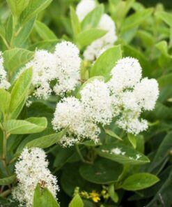 Alternative view of 20 White NEW JERSEY TEA Hummingbird Flower Ceanothus Americanus Shrub Seeds