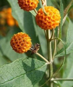 Alternative view of 10 ORANGE BALL TREE / Golden Butterfly Bush Buddleja Globosa Shrub Flower Seeds