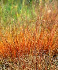 Alternative view of 200 PRAIRIE DROPSEED Ornamental Native Grass Sporobolus Heterolepis Seeds
