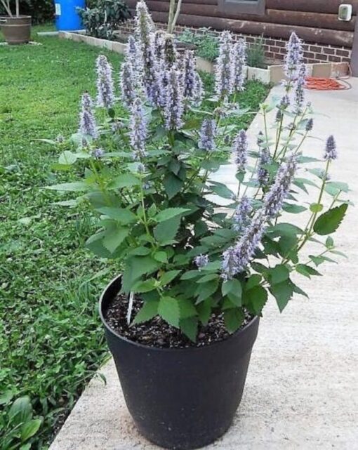100 ORGANIC Superior LICORICE MINT Agastache Rugosa Korean Tea Herb Purple Flower Seeds