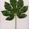 10 JAPANESE FATSI Shrub Flower Paperplant Fatsia Aralia Japonica Seeds