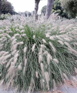 Alternative view of 25 DWARF FOUNTAIN GRASS Pennisetum Alopecuroides Hardy Ornamental White Plume Seeds
