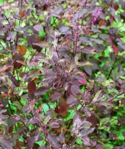 200 Purple Krishna Tulsi HOLY BASIL Ocimum Sanctum Tenuiflorum Herb Flower Seeds
