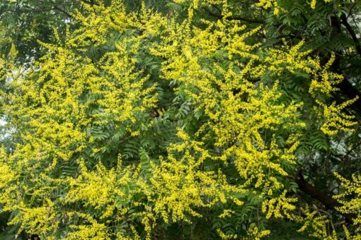 10 DWARF GOLDEN RAIN Tree Koelreuteria Paniculata Nana Yellow Flower Seeds