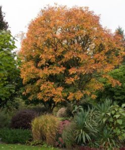 Alternative view of 10 DWARF GOLDEN RAIN Tree Koelreuteria Paniculata Nana Yellow Flower Seeds