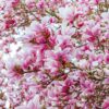 5 SAUCER MAGNOLIA x Soulangeana Denudata & Liliiflora 5 10" Pink and White Flower Tulip Tree Seeds