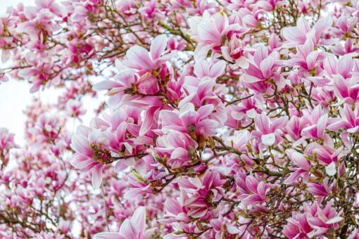 5 SAUCER MAGNOLIA x Soulangeana Denudata & Liliiflora 5 10" Pink and White Flower Tulip Tree Seeds