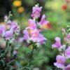250 LARGE FLOWERED BEARDTONGUE Penstemon Grandiflorus Native Pink Purple Flower Seeds