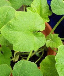 Alternative view of 50 Table Queen ACORN SQUASH Winter Cucurbita Pepo Vegetable Seeds
