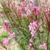 100 Pink GAURA WHIRLING BUTTERFLIES Gaura Biennis Flower Seeds