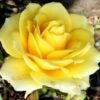 5 YELLOW ROSE Rosa Bush Shrub Perennial Flower Seeds