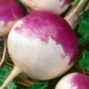 3000 PURPLE Top WHITE Globe TURNIP Brassica Rapa Vegetable Seeds