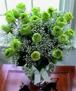 Alternative view of 5 GREEN ROSE Rosa Bush Shrub Perennial Flower Seeds