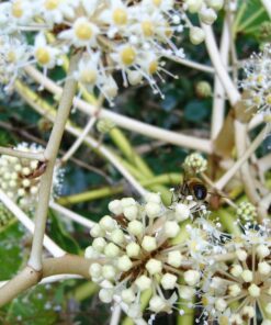 Alternative view of 10 JAPANESE FATSI Shrub Flower Paperplant Fatsia Aralia Japonica Seeds