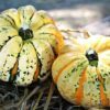 15 CARNIVAL SQUASH Winter Cucurbita Pepo Vegetable Seeds