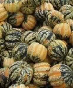 Alternative view of 15 CARNIVAL SQUASH Winter Cucurbita Pepo Vegetable Seeds