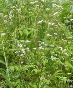 Alternative view of 200 BRUSSELS WINTER CHERVIL Gourmet European Heirloom Herb Vegetable Seeds