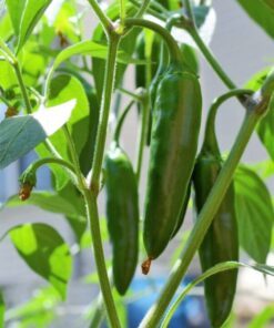 Alternative view of 400 HOT JALAPENO PEPPER Capsicum Annuum Mexican Chili Vegetable Seeds