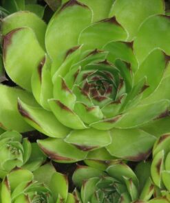 Alternative view of 25 MIXED HENS & CHICKS Chickens Succulent (Live Forever) Sempervivum Flower Seeds