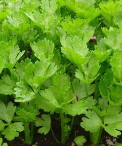 Alternative view of 2000 CUTTING LEAF CELERY Apium Graveolens Soup Vegetable Herb Seeds