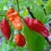 20 GHOST PEPPER SEEDS Blazing Hot Naga Bhut Jolokia Cobra Chili Vegetable Seeds