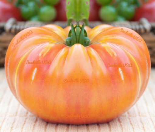 50 OAXACAN JEWEL TOMATO Bicolor Golden Yellow Striped Red Mexican Lycopersicon Vegetable Seeds