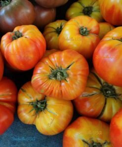 Alternative view of 50 OAXACAN JEWEL TOMATO Bicolor Golden Yellow Striped Red Mexican Lycopersicon Vegetable Seeds